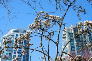 Cereza flores en lleno floración en el ciudad floreciente sakura Cereza florecer rama con rascacielos edificio en antecedentes en primavera, vancouver, antes de Cristo, Canadá. david justicia parque foto