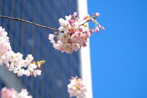 cierne Cereza y magnolia arboles rascacielos azul cielo sin nubes hermosa ramas decorado con flores en grande ciudad de Vancouver en Canadá burarrd estación limpieza frescura primavera foto