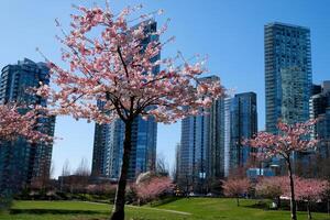 Cereza flores en lleno floración en el ciudad floreciente sakura Cereza florecer rama con rascacielos edificio en antecedentes en primavera, vancouver, antes de Cristo, Canadá. david justicia parque foto