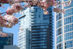 Cereza flores en lleno floración en el ciudad floreciente sakura Cereza florecer rama con rascacielos edificio en antecedentes en primavera, vancouver, antes de Cristo, Canadá. david justicia parque foto