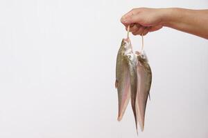 Close up hand holds fresh knifefish from fishing from river. Prepared for cooking. Concept, edible freshwater fish in Thailand, can be cooked in various delicious menu. photo