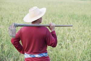 Back view of Asian man farmer carry a hoe on shoulder at paddy field. Concept, agriculture, organic farming. No chemical. Using traditional manual tool in stead of use herbicide. Zero pollution. photo