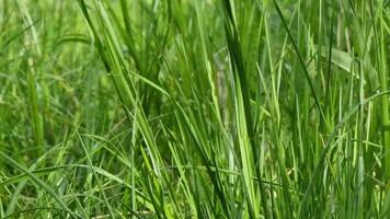 Close-up grass, capturing the intricate details of each blade. The grass is lush and green, showing signs of healthy growth. The scene radiates with a vibrant energy, emphasizing the vitality video