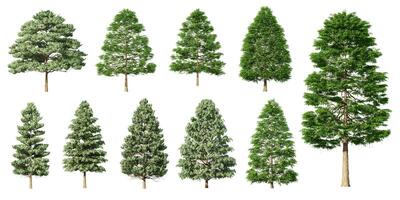 Collection Beautiful 3D Trees Isolated on white background , Use for visualization in architectural design or garden decorate photo