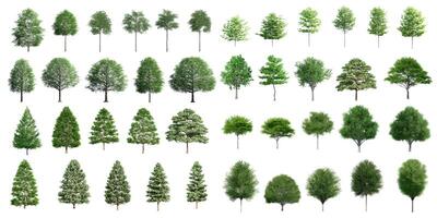 Collection Beautiful 3D Trees Isolated on white background , Use for visualization in architectural design or garden decorate photo