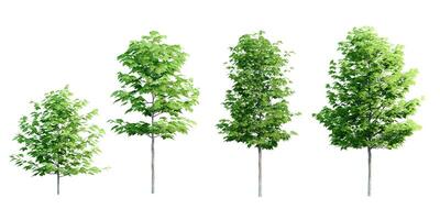 Collection Beautiful 3D Trees Isolated on white background , Use for visualization in architectural design or garden decorate photo