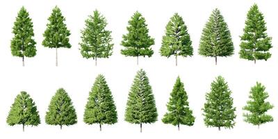 Collection Beautiful 3D Trees Isolated on white background , Use for visualization in architectural design or garden decorate photo