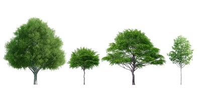 Collection Beautiful 3D Trees Isolated on white background , Use for visualization in architectural design or garden decorate photo