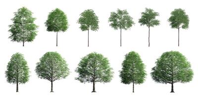 Collection Beautiful 3D Trees Isolated on white background , Use for visualization in architectural design or garden decorate photo