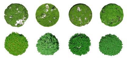 colección de 3d parte superior ver verde arboles aislado en blanco antecedentes , utilizar para visualización en arquitectónico diseño o jardín Decorar foto