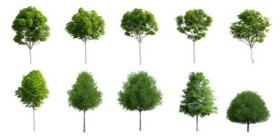 Collection Beautiful 3D Trees Isolated on white background , Use for visualization in architectural design or garden decorate photo