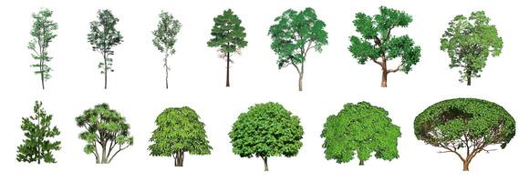 Collection Beautiful 3D Trees Isolated on white background , Use for visualization in architectural design or garden decorate photo