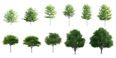 Collection Beautiful 3D Trees Isolated on white background , Use for visualization in architectural design or garden decorate photo