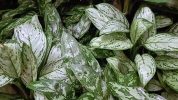 lindo folhas fechar acima casa plantas crescendo verde jardinagem botânico Cuidado video