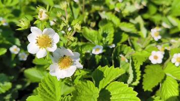 Organic products. Strawberry blossom. Strawberry blossoms in the garden. White strawberry flower. Home eco garden. video