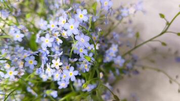 Forget-me-not flowers.Beautiful blue flowers. Spring shade tolerant flowers.Shady flower garden assortment. 4k footage video