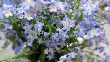 Forget-me-not flowers.Beautiful blue flowers. Spring shade tolerant flowers.Shady flower garden assortment. 4k footage video