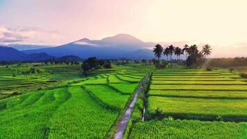 bellissimo mattina Visualizza Indonesia, panorama paesaggio risaia i campi con bellezza colore e cielo naturale leggero video