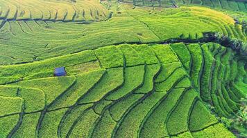 magnifique Matin vue Indonésie, panorama paysage paddy des champs avec beauté Couleur et ciel Naturel lumière video