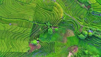 aereo panorama su un' chiaro mattina nel Indonesia montagnoso riso i campi video