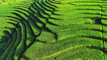 lindo manhã Visão Indonésia, panorama panorama arroz Campos com beleza cor e céu natural luz video