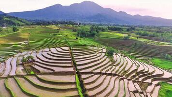 bellissimo mattina Visualizza Indonesia, panorama paesaggio risaia i campi con bellezza colore e cielo naturale leggero video