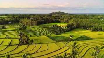 bellissimo mattina Visualizza Indonesia, panorama paesaggio risaia i campi con bellezza colore e cielo naturale leggero video