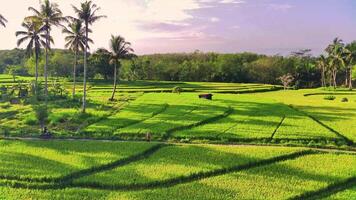 hermosa Mañana ver Indonesia, panorama paisaje arrozal campos con belleza color y cielo natural ligero video