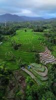 lindo manhã Visão Indonésia, panorama panorama arroz Campos com beleza cor e céu natural luz video