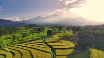 aéreo panorama en un claro Mañana en Indonesia montañoso arroz campos video