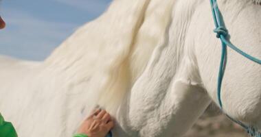 avvicinamento di femmina mani pettinatura un' cavalli capelli con un' spazzola. amore e cura per animali su un' ranch azienda agricola. alto qualità 4k metraggio video