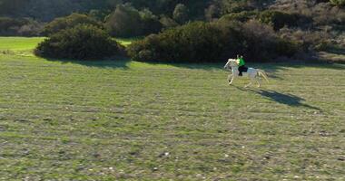 aéreo lado de caballo equitación. jockey formación para competencia con un hermosa caballo. alto calidad 4k imágenes video