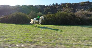 aereo Visualizza di un' donna equitazione un' cavallo. groppa cavalcare, un' fantino treni e prepara un animale per concorrenza. alto qualità 4k metraggio video