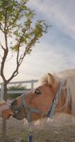 enfants' journée en dehors à le ranch. content les filles interagir avec animaux, caresse une petit cheval dans une magnifique ferme paramètre. haute qualité 4k métrage video