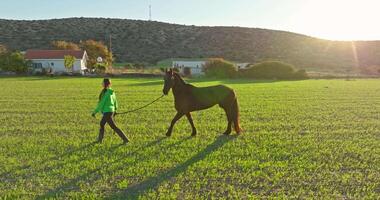 aéreo serenidad. mujer líder uzbeko caballo mediante rancho campo, de la naturaleza belleza, cuidado y amor para animales alto calidad 4k imágenes video