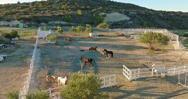 aereo Visualizza di cavalli a piedi nel un' paddock a un' ranch. cura per e raccolta animali su un' nazione lato azienda agricola. alto qualità 4k metraggio video