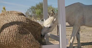 A beautiful white horse eats hay on a ranch in the countryside. Feeding and caring for animals on the farm. High quality 4k footage video