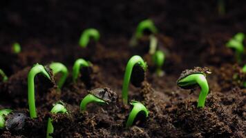 crescendo plantas dentro espaço de tempo, brotos germinação plantar. Alto qualidade 4k cenas video