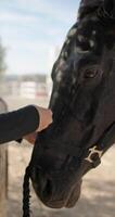 Close-up of a girl stroking a horse's head with her hands. Love and care for animals. High quality 4k footage video