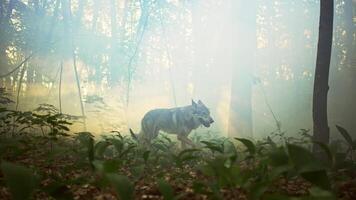 silueta de un gris lobo corriendo y parada en el bosque. ralentizado Disparo de un salvaje peligroso animal cazador en el místico naturaleza en el Mañana. video