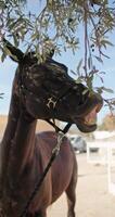 collage avec animaux. jockey fille caresse cheval à ranch, mode de vie chaleur et se soucier. haute qualité 4k métrage video