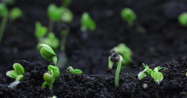 Timelapse sprouting of sprouts from the ground in a dynamic shot. High quality 4k footage video