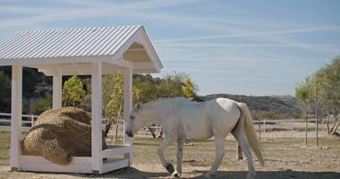 Animal care on the farm horse eats hay. High quality 4k footage video