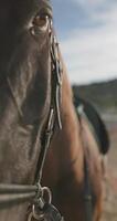 Vertical close-up of a beautiful brown horse. High quality 4k footage video