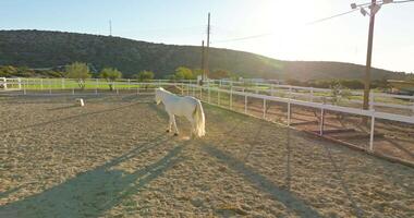 aéreo Visão do uma lindo branco cavalo corrida dentro uma Pomar, pasto em uma rancho. carinhoso para cavalos em a fazenda, caminhando eles. Alto qualidade 4k cenas video