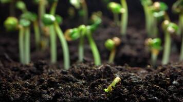 Timelapse of the germination of a plant sprout from the ground in motion. The growth of flowers and the blooming of leaves, agriculture and farming. High quality 4k footage video