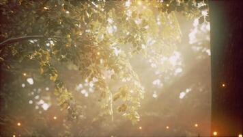 Sunlight shining through the leaves of a tree video