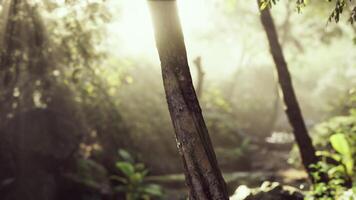 Sunlight Pierces Through Foggy Tropical Forest video