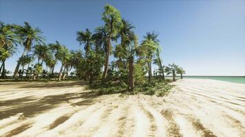 A sandy beach with palm trees and the ocean in the background video