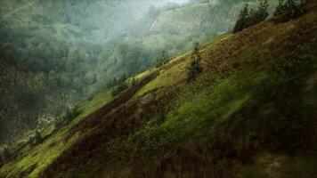 Lush Green Hillside Covered in Trees video